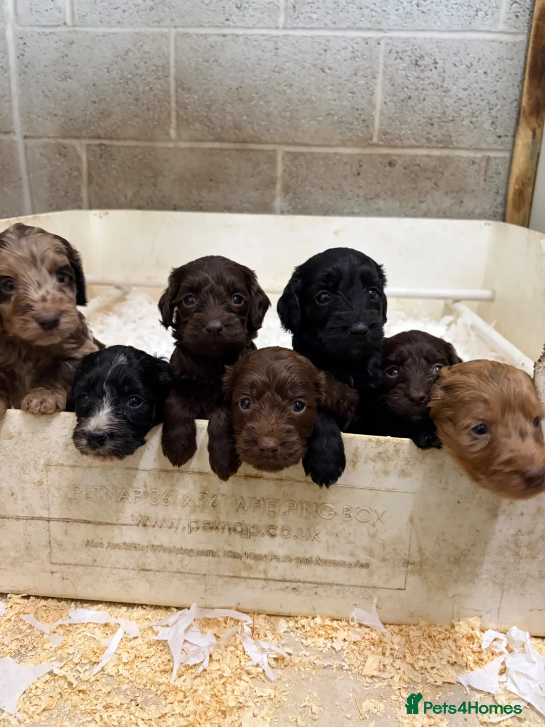 Sproodle dogs for sale: Beautiful Sproodles for sale F1 - Advert 1