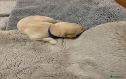 Labrador Retriever dogs for sale: Beautiful chunky yellow  Labrador puppy’s  - Image 19