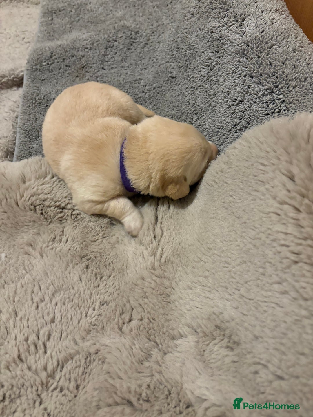 Labrador Retriever dogs for sale: Beautiful chunky yellow  Labrador puppy’s  - Image 19