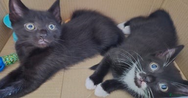 Mixed Breed cats - Advert 15