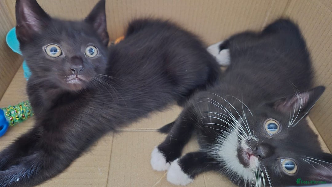 Mixed Breed cats for sale: 2 females 1 male  - Image 2