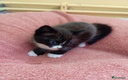 British Shorthair cats for sale: 2 boy kittens for sale - Image 8