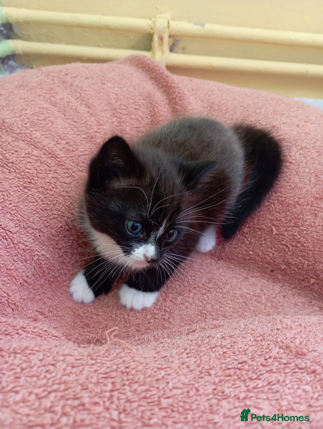 British Shorthair cats for sale: 2 boy kittens for sale - Image 8