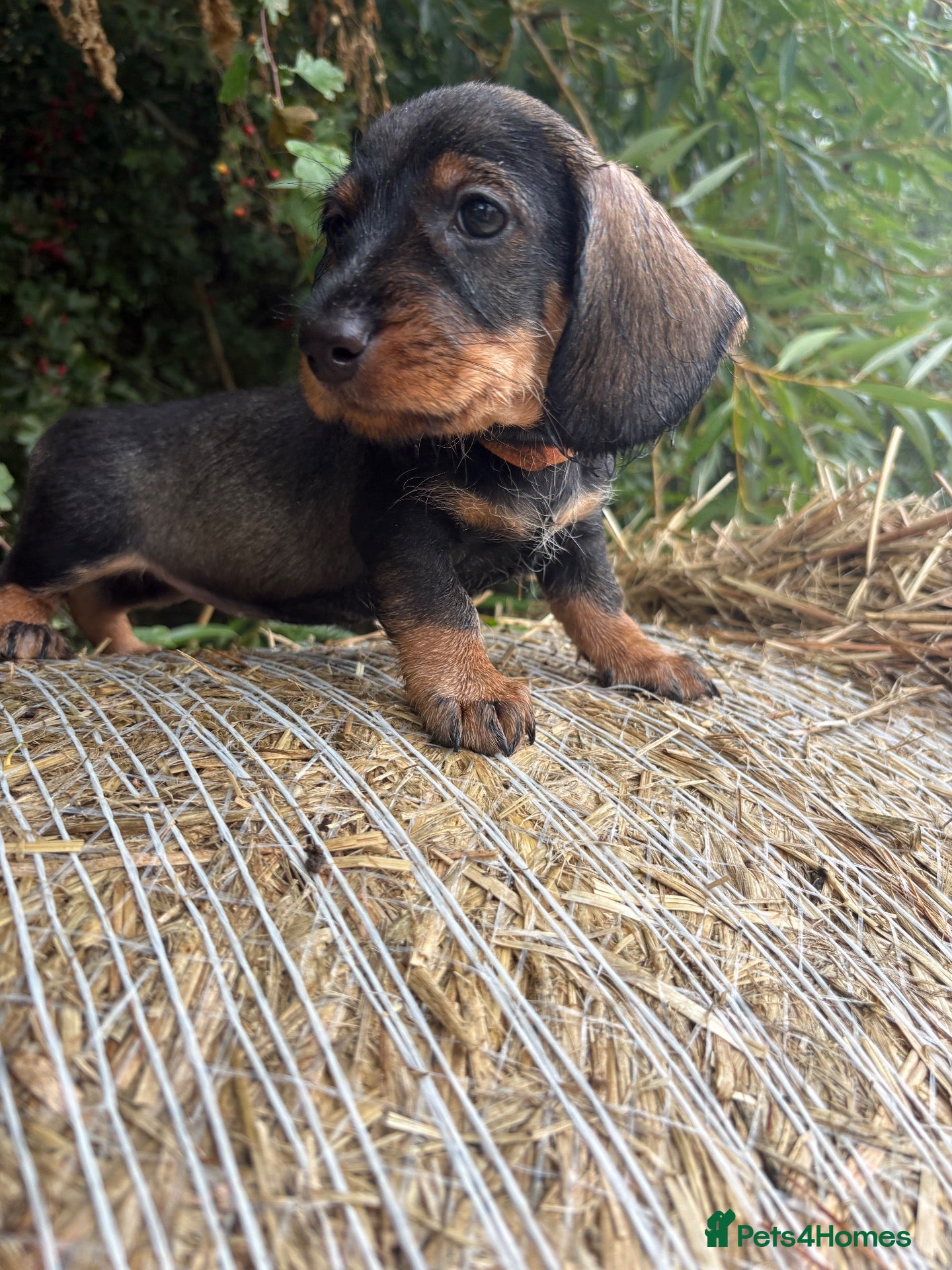 Dachshund dogs ✨Health tested quality KC standard dachshunds✨  - Advert 1