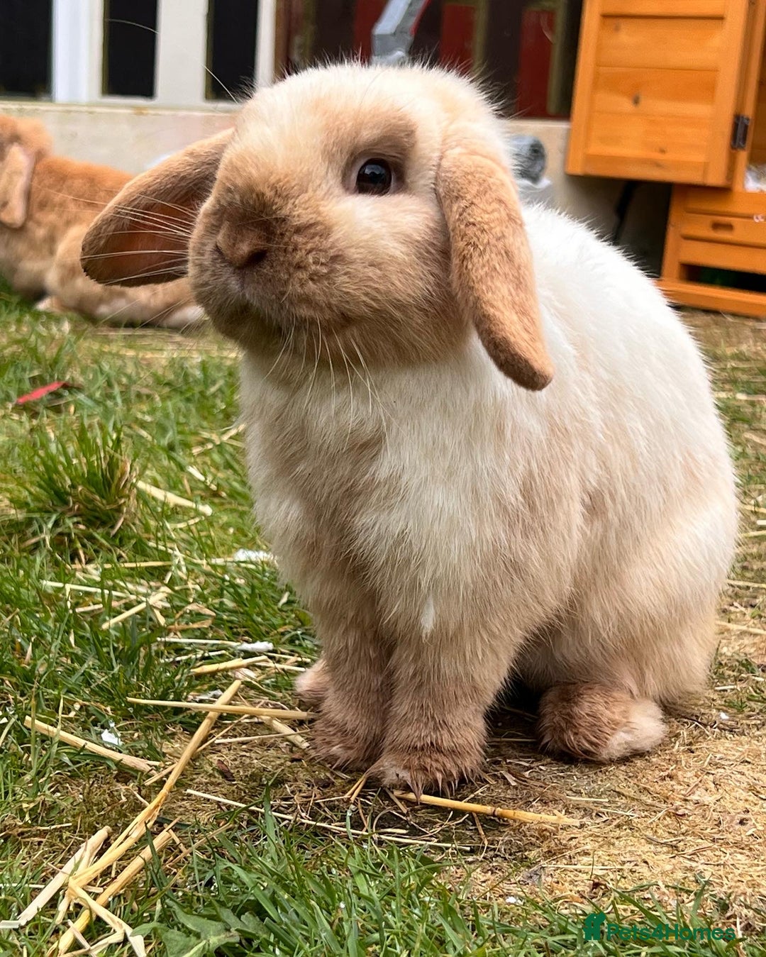 Mini Lop rabbits for sale: Pair of Bunnies - Image 6