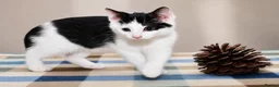 Mixed Breed cats for sale: Beautiful Home-Raised Kittens – Ready at 12 Weeks - Advert 26