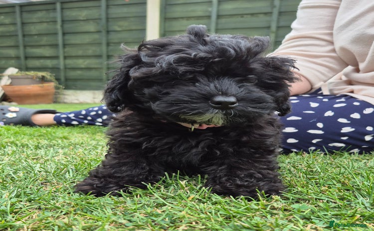 Havanese dogs - Advert 1