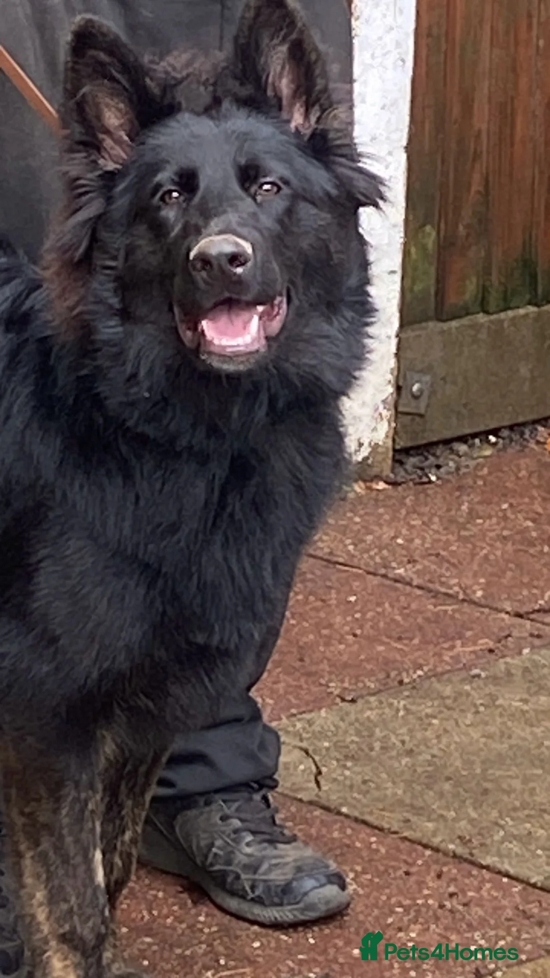 German Shepherd dogs for sale: 2 year old German shepherd  in Hook - Advert 4