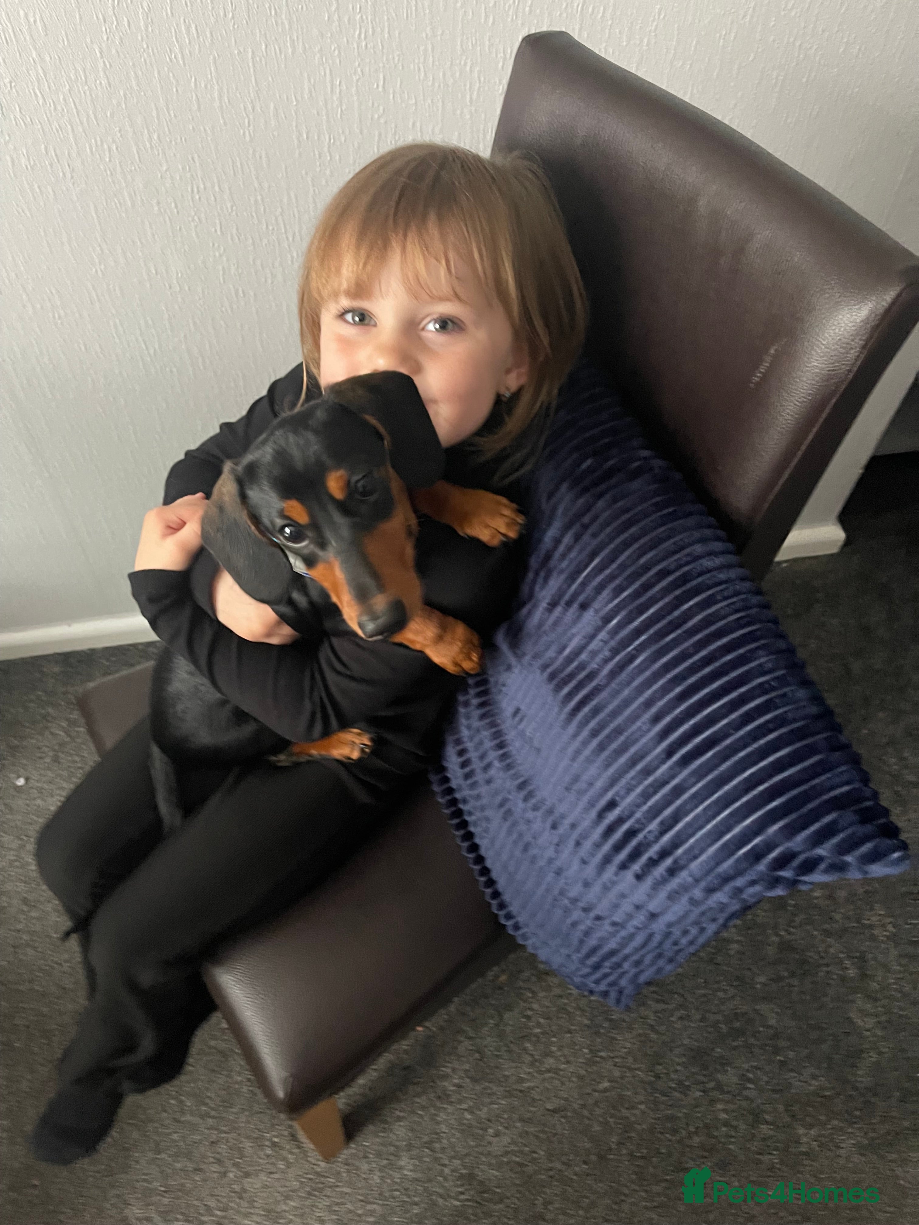 Miniature Dachshund dogs Mr Max - Advert 2