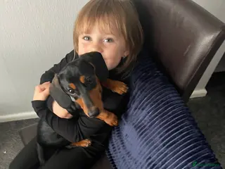 Miniature Dachshund dogs Mr Max - Advert 2