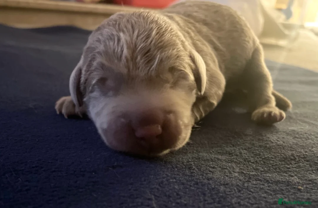 Labrador Retriever dogs for stud: Chocolate Carrying silver Labrador, Health Tested in Middlesbrough - Advert 7