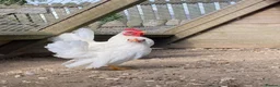Chickens poultry for sale: High Quality Serama Bantam - Advert 4
