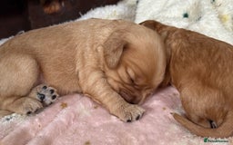 Cavapoochon dogs for sale: ✨Ruby & Blenheim Cavapoochons ❤️🐾 - Image 14