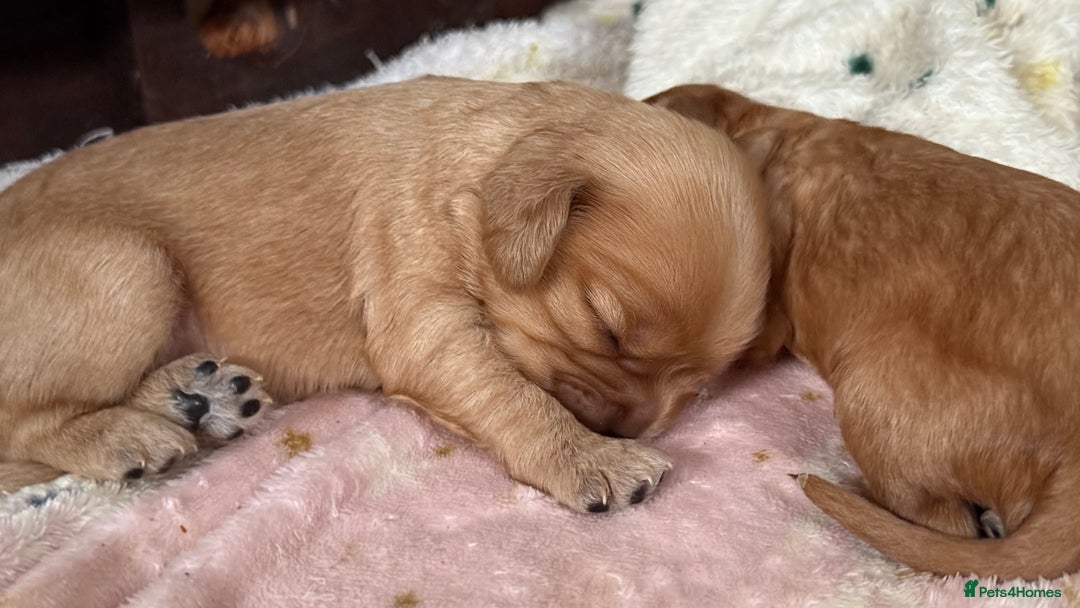 Cavapoochon dogs for sale: ✨Ruby & Blenheim Cavapoochons ❤️🐾 - Image 14
