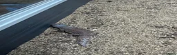 Mixed Breed reptiles for sale: Beautiful Young Moroccan Uromastyx in Southampton - Advert 3