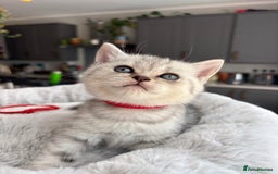 British Shorthair cats for sale: 💎Rare BSH Kittens💎Pedigree Champion Blood Line💎 - Image 38
