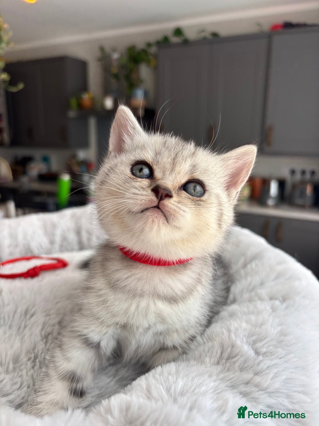 British Shorthair cats for sale: 💎Rare BSH Kittens💎Pedigree Champion Blood Line💎 - Image 38
