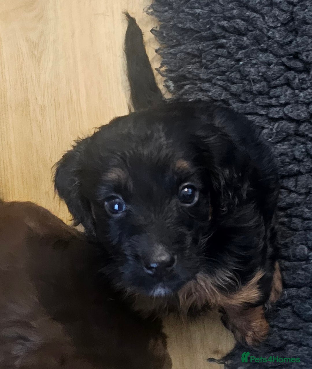 Cockapoo dogs for sale: The best cockapoos - Image 30