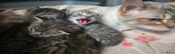 Mixed Breed cats for sale: Bengal x brittish short hair  - Advert 3