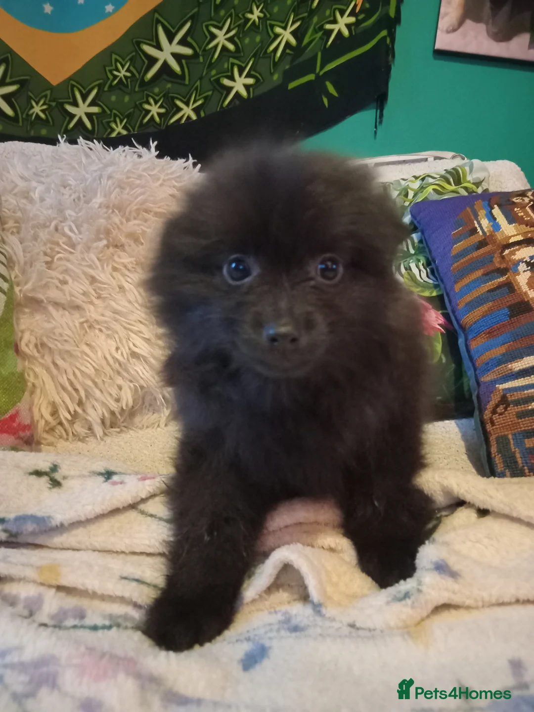 Pomeranian dogs for sale: Pomeranian fluffy bears 🐻  - Advert 4