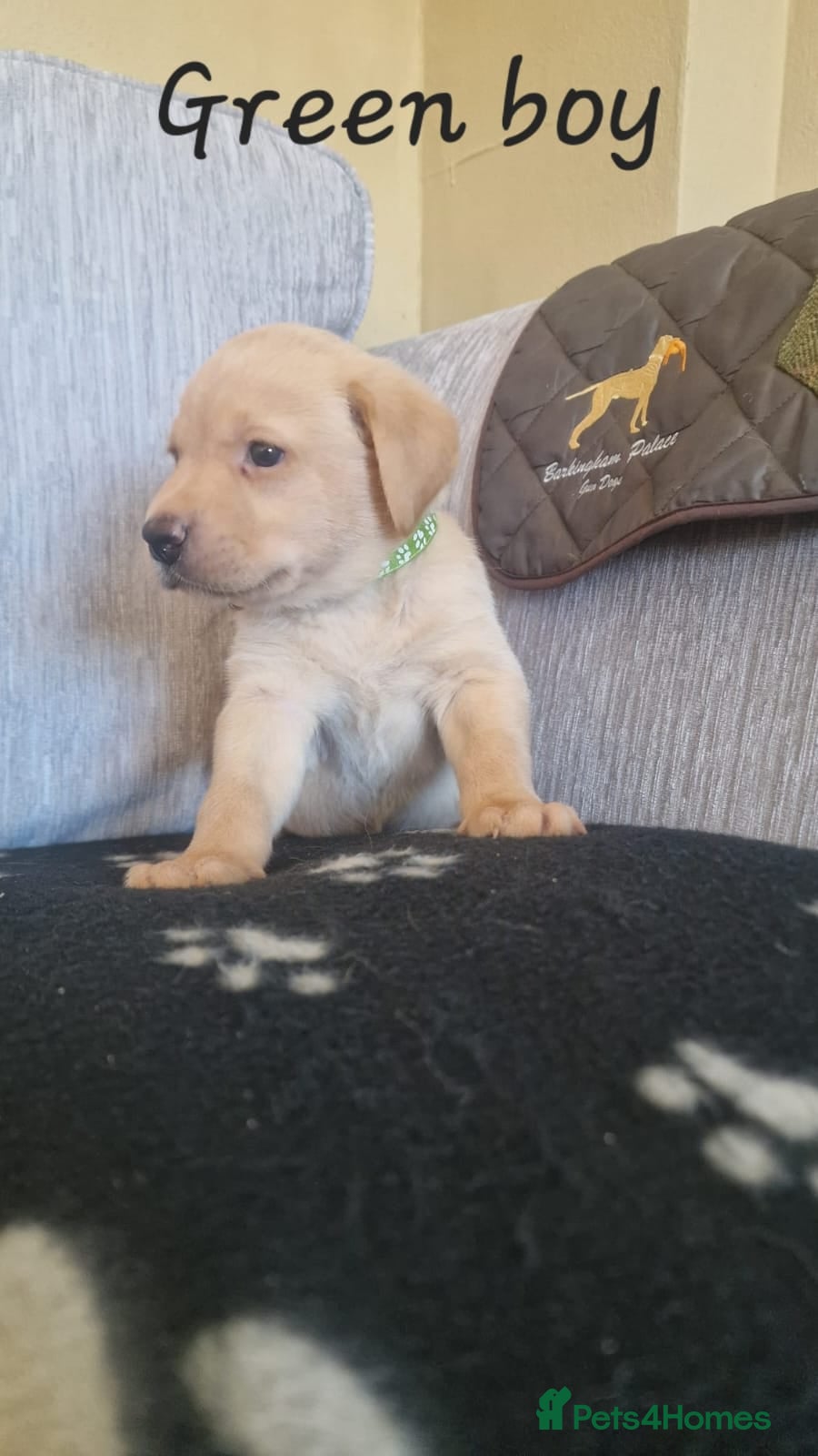 Labrador Retriever dogs KC Labrador Puppies | Fox Red & Yellow - Advert 2