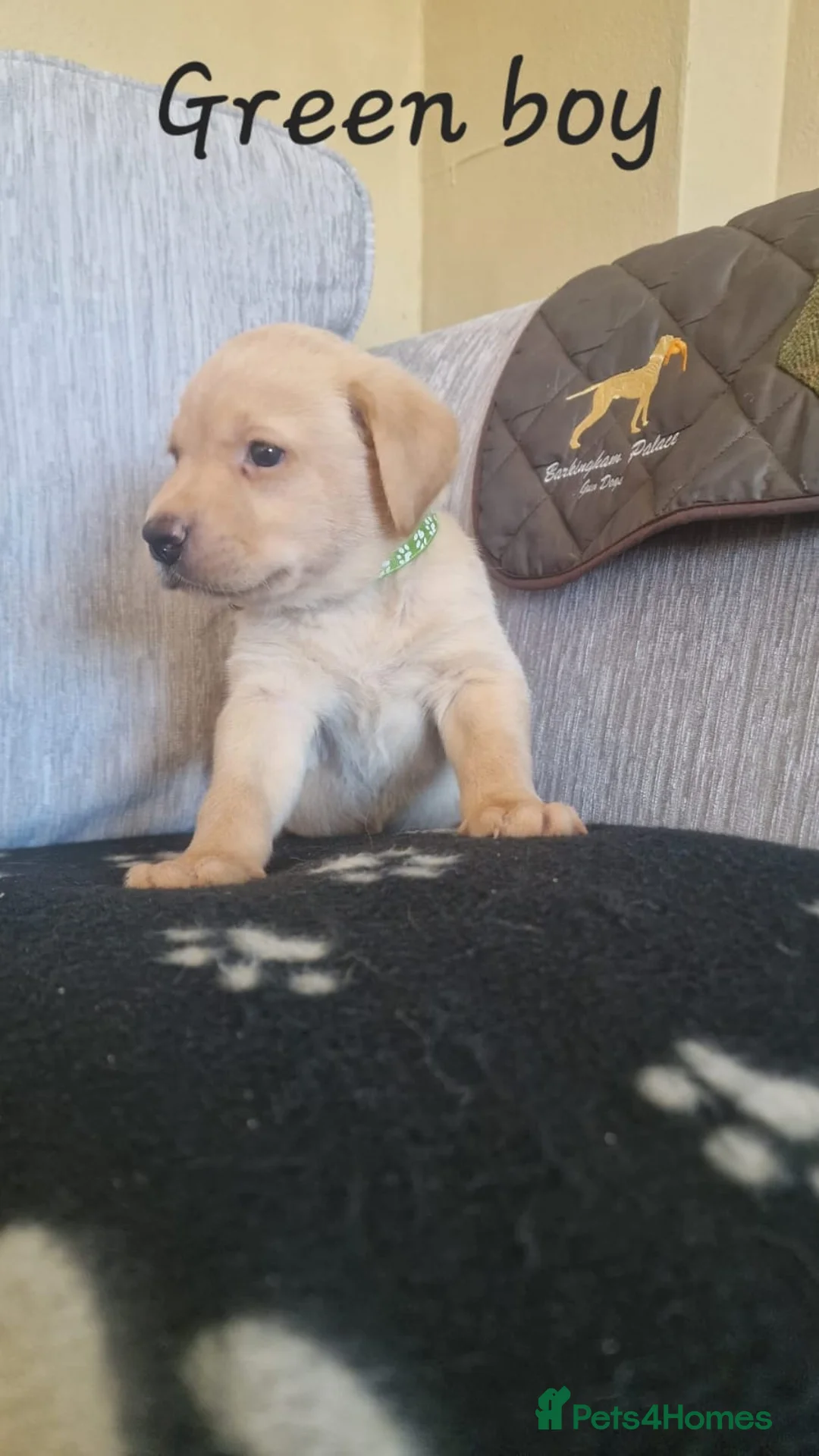 Labrador Retriever dogs for sale: KC Labrador Puppies | Fox Red & Yellow - Advert 2