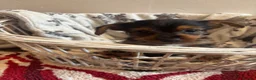Yorkshire Terrier dogs for sale: Gorgeous Yorkshire terriers for sale*one boy left* - Advert 6