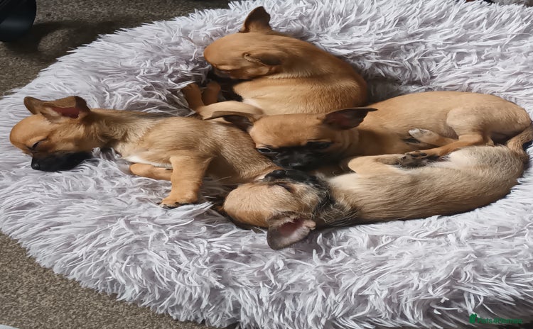 Chihuahua dogs - Advert 1