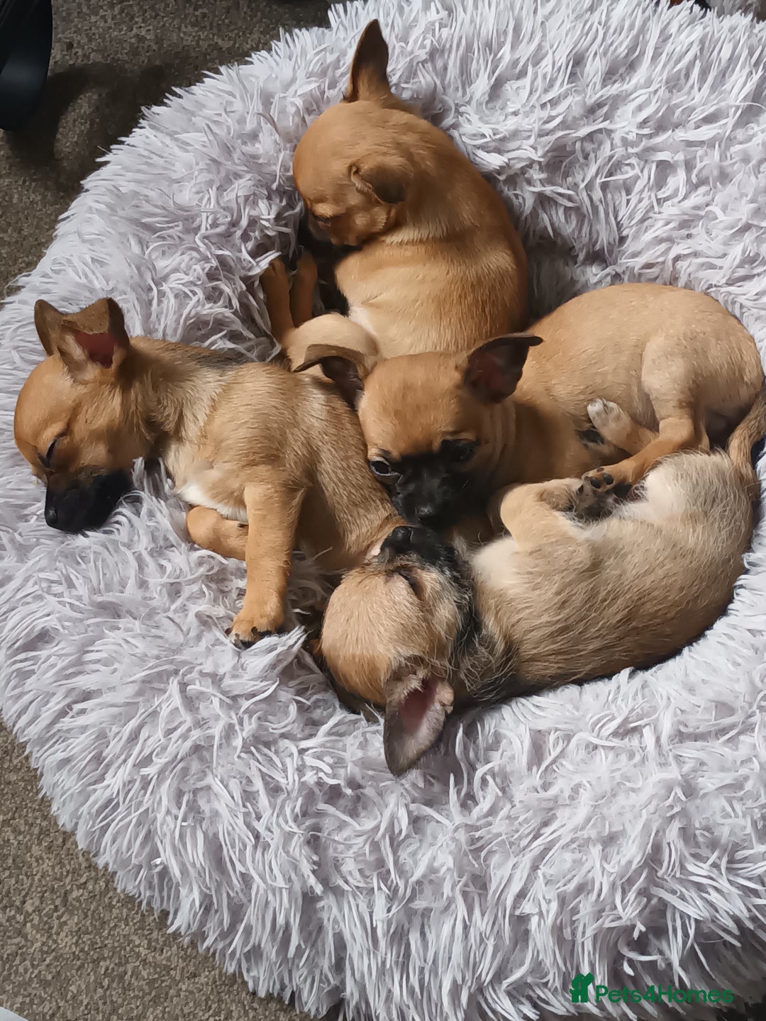 Chihuahua dogs for sale: Adorable 8 weeks old Chihuahua puppies  - Image 1