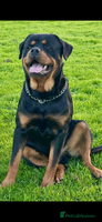 Rottweiler dogs - Advert 12