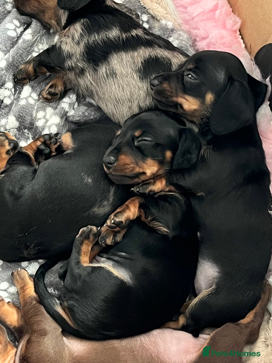 Dachshund dogs for sale: Miniature Dachshund Pups  - Advert 7