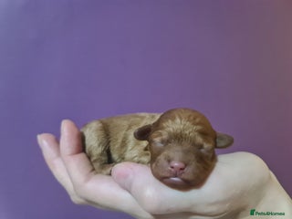 Toy Poodle dogs Beautiful toy poodle - Advert 3