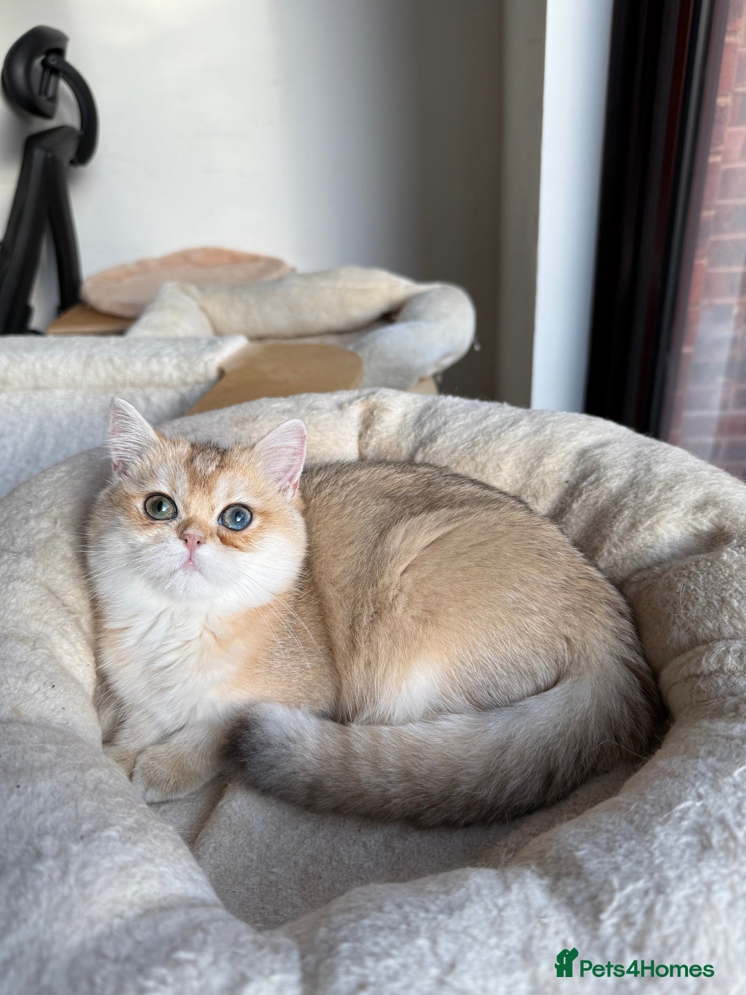 British Shorthair cats for sale: New Litter Available GCCF BSH Black Golden Kittens - Advert 19