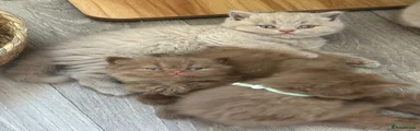 British Shorthair 5
