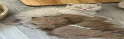 British Shorthair cats for sale: Champion British Shorthair kittens  - Advert 9