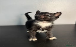 Mixed Breed cats for sale: Beautiful mixed bengal kittens  - Image 13