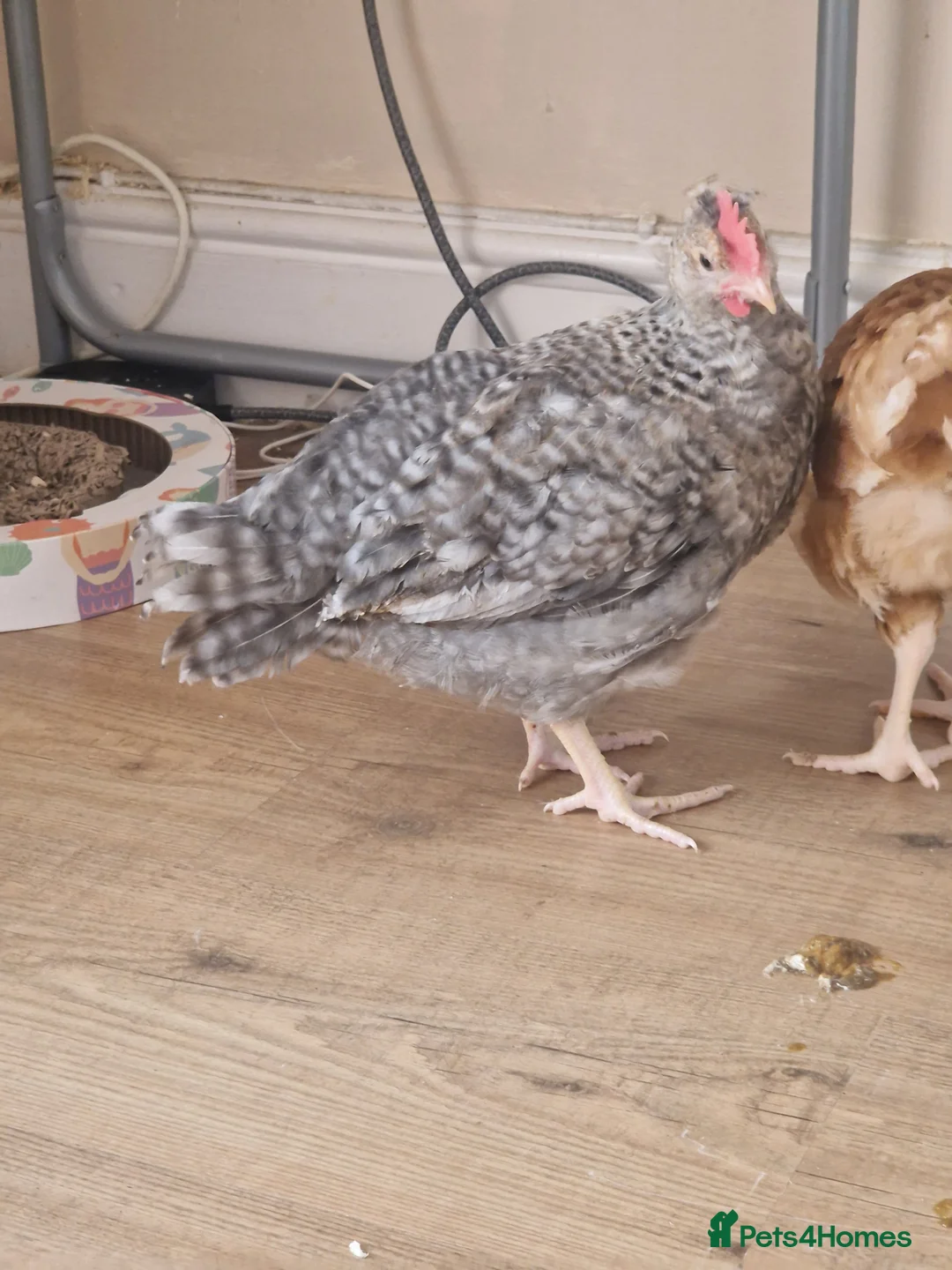 Chickens poultry for sale: 8 week old cockeral - Advert 2