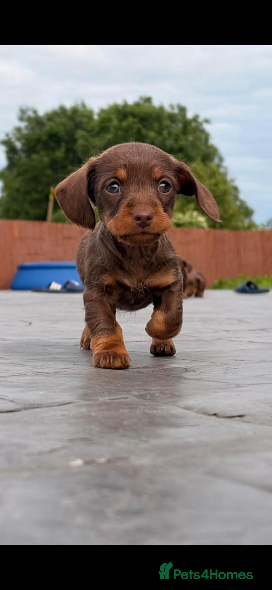 Miniature Dachshund dogs 1 boy 3 girls  - Advert 9