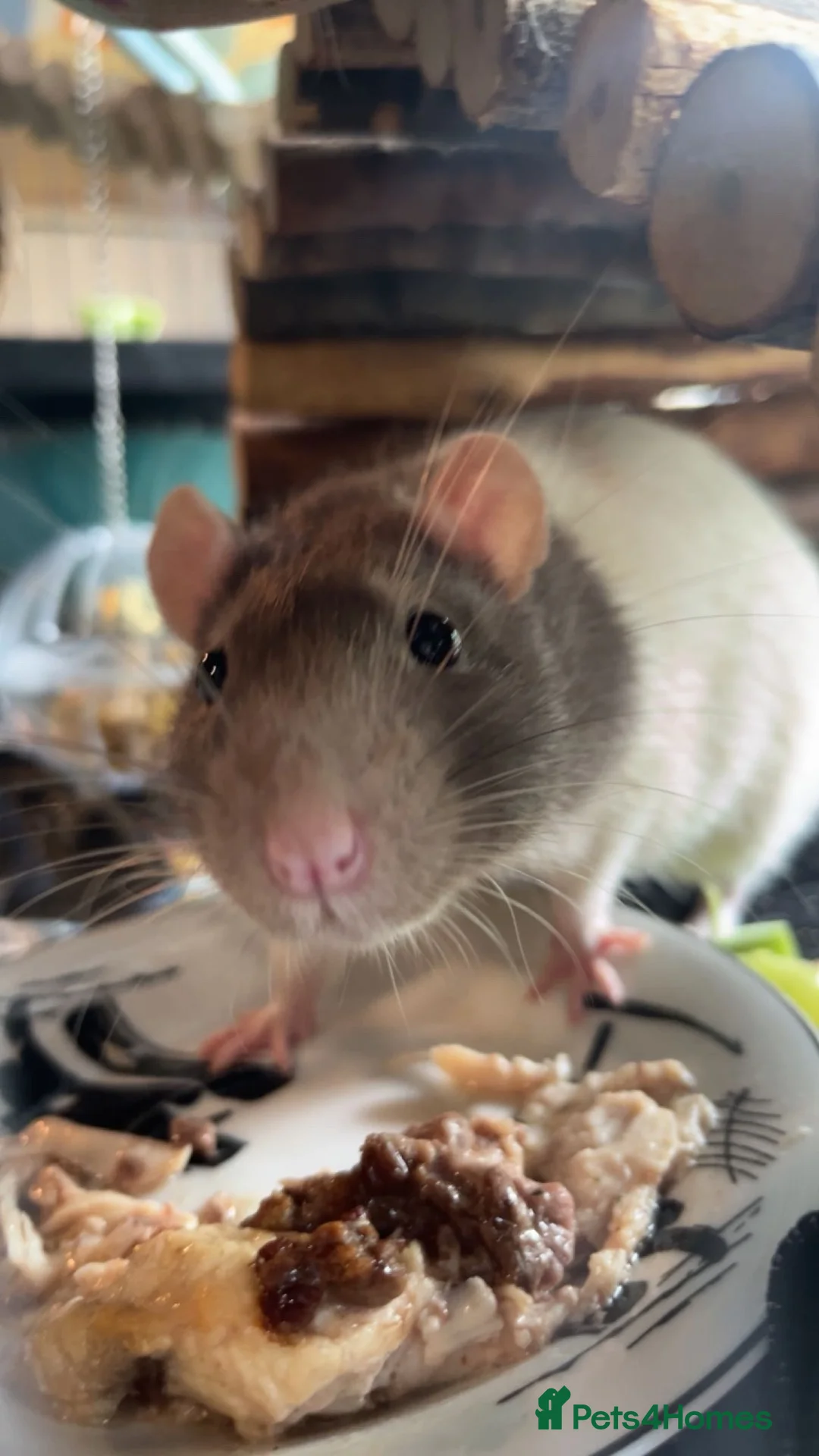 Rat rodents for sale: Need to rehome my baby boys, inc-cage&toys&food - Advert 2
