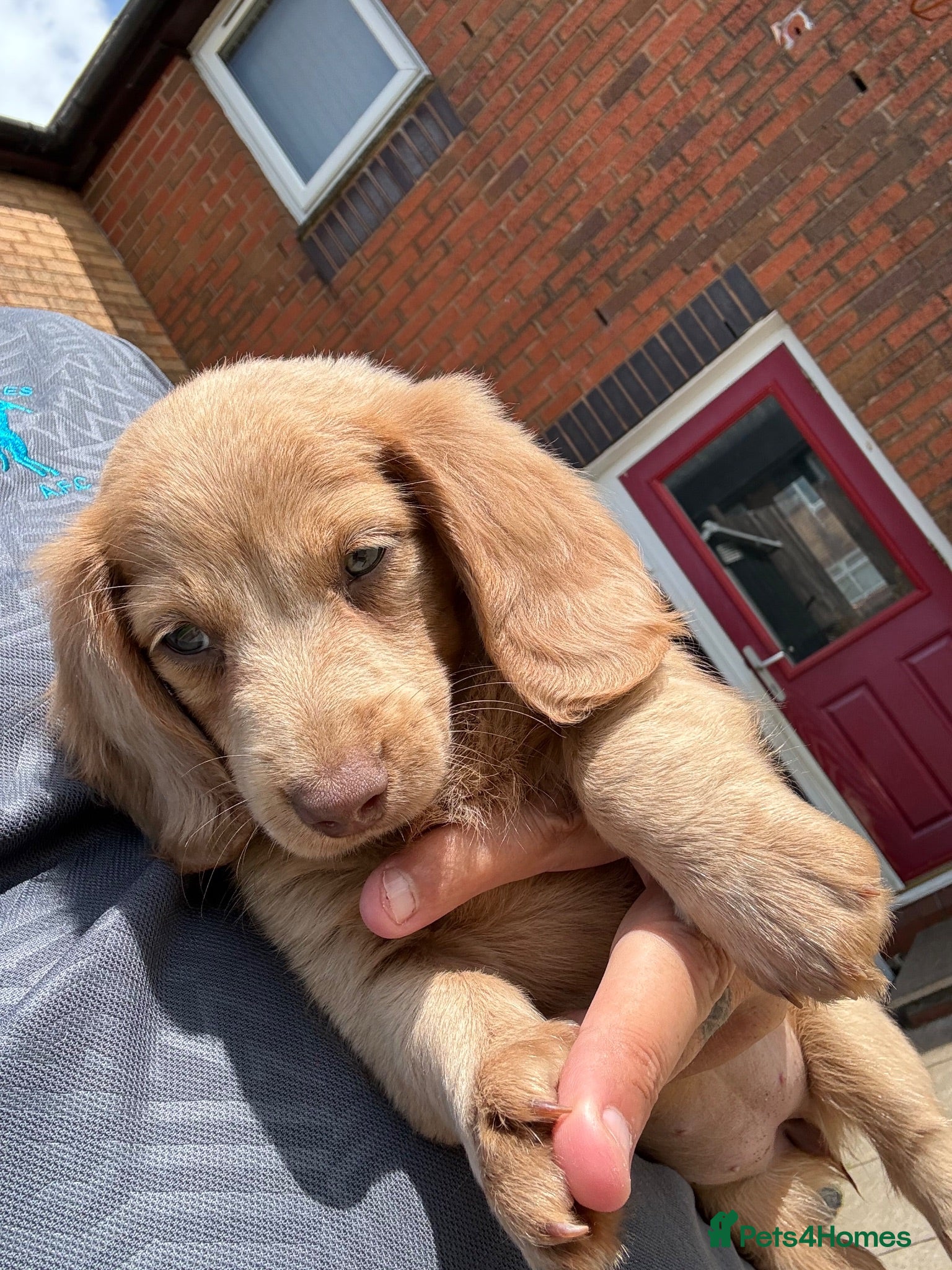 Miniature Dachshund dogs KC REG Long Haired Miniature Dachshunds  - Advert 10