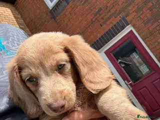 Miniature Dachshund dogs KC REG Long Haired Miniature Dachshunds - Advert 10