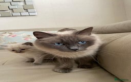 Ragdoll cats for sale: Pure blue point ragdoll kittens  - Image 6
