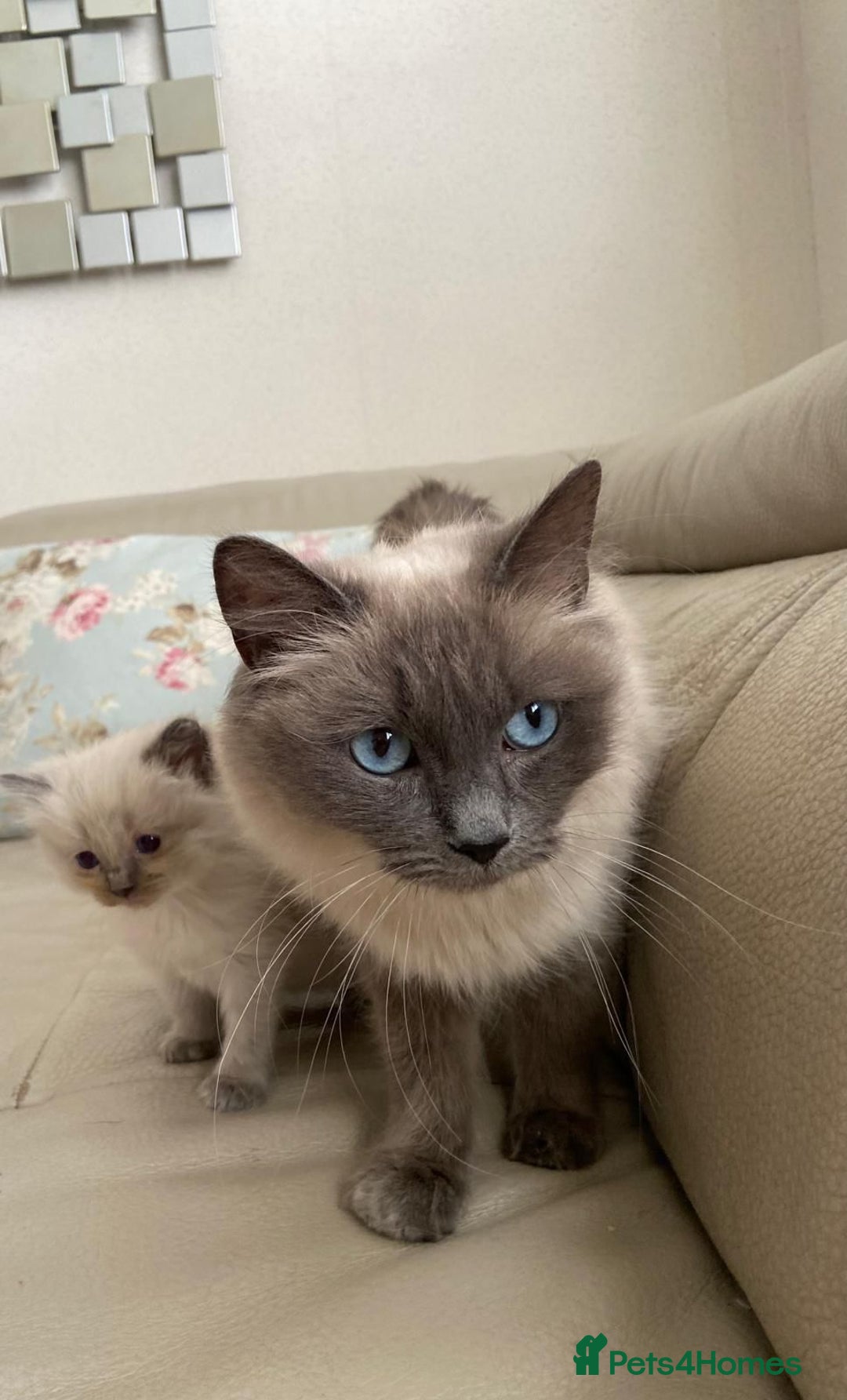Ragdoll cats for sale: Pure blue point ragdoll kittens  - Image 6