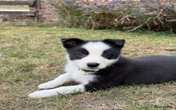Border Collie dogs for sale: Ready to Leave Border Collie Puppies  - Image 5