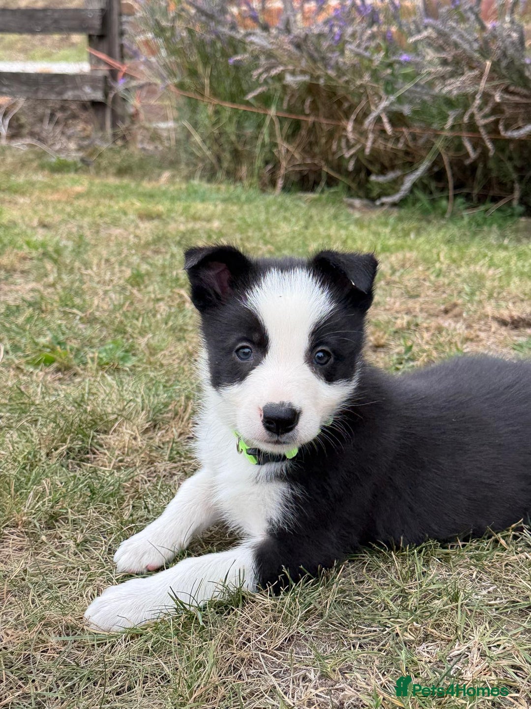 Border Collie dogs for sale: Ready to Leave Border Collie Puppies  - Image 5