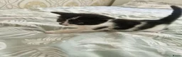 Mixed Breed cats for sale: Kittens 😸  - Advert 8