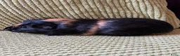 Guinea Pig rodents for sale: Male bonded guinea pigs  - Advert 2