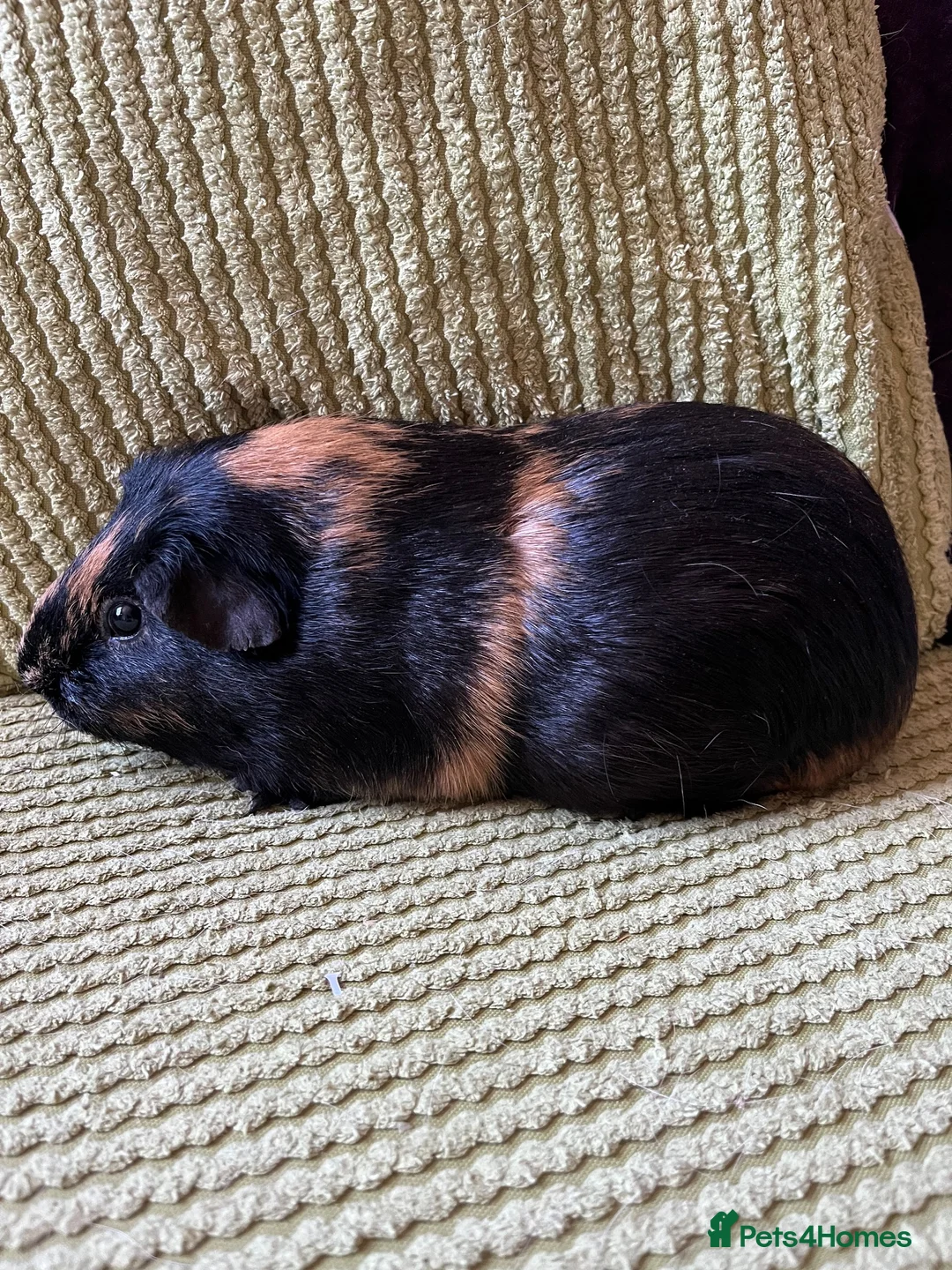 Guinea Pig rodents for sale: Male bonded guinea pigs  - Advert 2