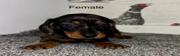 Miniature Dachshund dogs for sale: 3 Female Miniature Dachshund puppies for sale! - Advert 7