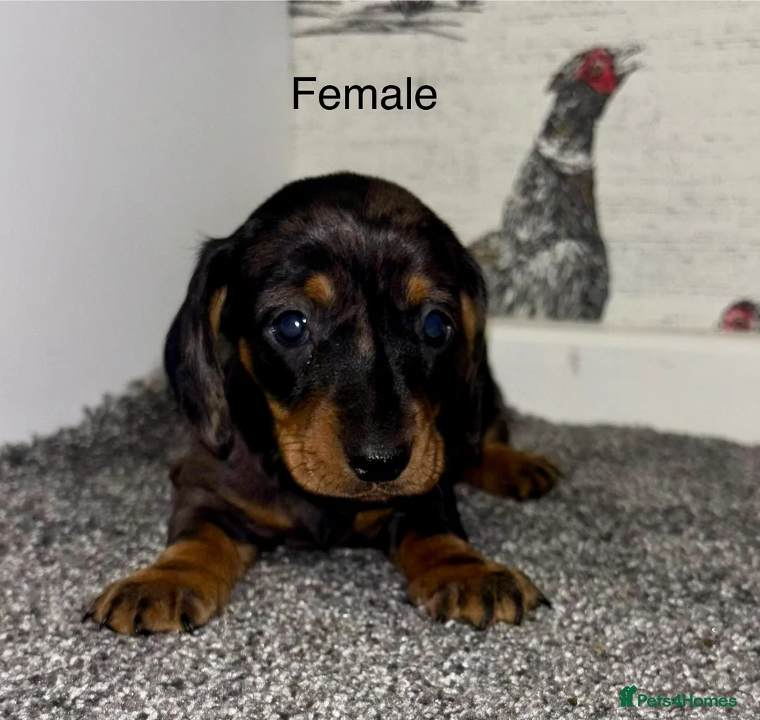 Miniature Dachshund dogs for sale: 3 Female Miniature Dachshund puppies for sale! - Advert 7